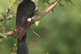 Kukułka czarno-biała - Clamator jacobinus - Jacobin Cuckoo