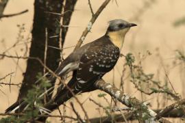 Kukułka czubata - Clamator glandarius - Great Spotted Cuckoo
