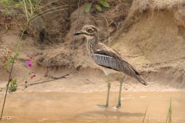 Kulon nadwodny - Burhinus vermiculatus - Water Thick-knee