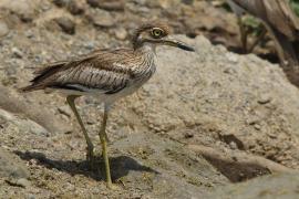 Kulon nadwodny - Burhinus vermiculatus - Water Thick-knee