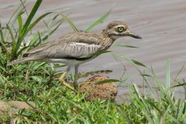 Kulon nadwodny - Burhinus vermiculatus - Water Thick-knee