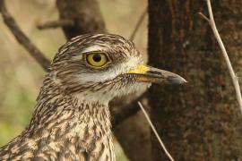 Kulon plamisty - Burhinus capensis - Spotted Thick-knee