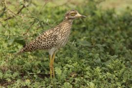 Kulon plamisty - Burhinus capensis - Spotted Thick-knee