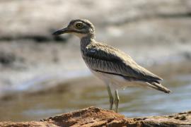 Kulon rzeczny - Burhinus senegalensis - Senegal Thick-knee