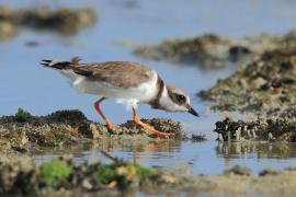 Sieweczka obrożna - Charadrius hiaticula - Common Ringed Plover