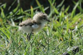 Sieweczka piaskowa - Charadrius pecuarius - Kittlitz's Plover