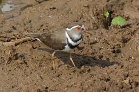Sieweczka śniada - Charadrius tricollaris - Three-banded Plover