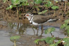Sieweczka śniada - Charadrius tricollaris - Three-banded Plover