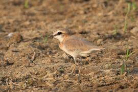 Sieweczka białoczelna - Charadrius marginatus - White-fronted Plover