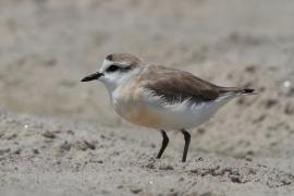 Sieweczka białoczelna - Charadrius marginatus - White-fronted Plover