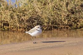 Sieweczka morska - Charadrius alexandrinus - Kentish Plover