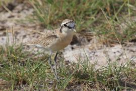 Sieweczka piaskowa - Charadrius pecuarius - Kittlitz's Plover