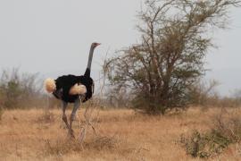 Struś szaroskóry - Sturio molybdophanes - Somali Ostrich