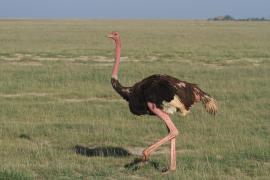 Struś czerwonoskóry - Struthio camelus - Common Ostrich