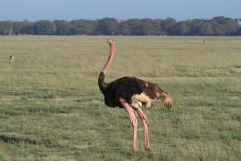 Struś czerwonoskóry - Struthio camelus - Common Ostrich