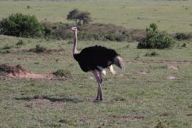 Struś czerwonoskóry - Struthio camelus - Common Ostrich