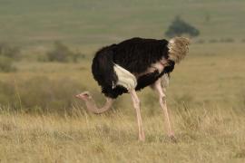 Struś czerwonoskóry - Struthio camelus - Common Ostrich