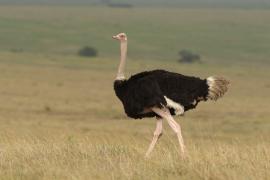 Struś czerwonoskóry - Struthio camelus - Common Ostrich