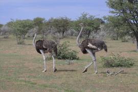 Struś czerwonoskóry - Struthio camelus - Common Ostrich