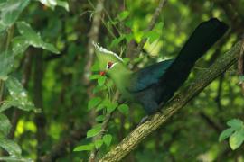 Turak ostroczuby - Tauraco livingstonii - Livingstone's Turaco