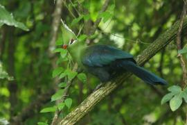 Turak ostroczuby - Tauraco livingstonii - Livingstone's Turaco