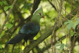 Turak ostroczuby - Tauraco livingstonii - Livingstone's Turaco