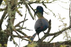 Turak rdzawy - Gallirex porphyreolophus - Purple-crested Turaco