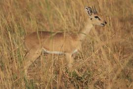 Antylopa oribi w Parku Narodowym Murchison Falls.