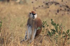 Patas w Parku Narodowym Murchison Falls.