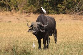 Bawół w Parku Narodowym Murchison Falls.