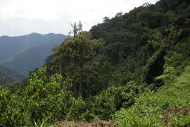 Bwindi Impenetrable Forest