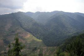 Bwindi Impenetrable Forest - widoczna granica parku.