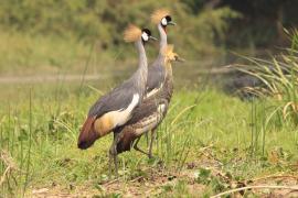 Koronnik szary - Balearica regulorum - Grey Crowned Crane