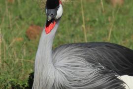 Koronnik szary - Balearica regulorum - Grey Crowned Crane
