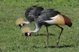 Koronnik szary - Balearica regulorum - Grey Crowned Crane
