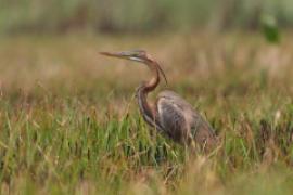 Czapla purpurowa - Ardea purpurea - Purple Heron