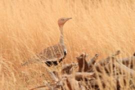 Dropik bladoczuby - Lophotis gindiana - Buff-crested Bustard