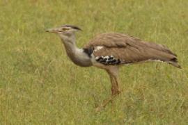 Drop olbrzymi - Ardeotis kori - Kori Bustard