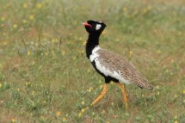 Dropik jasnoskrzydły - Afrotis afraoides - White-quilled Bustard