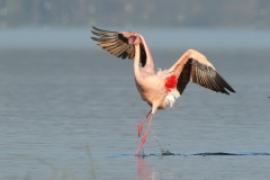 Flaming mały - Phoeniconaias minor - Lesser Flamingo