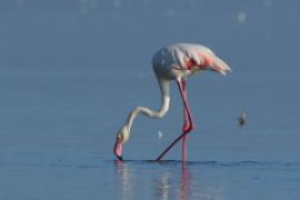 Flaming różowy - Phoenicopterus roseus - Greater Flamingo