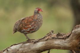 Szponiastonóg smugowany - Pternistis rufopictus - Grey-breasted Spurfowl
