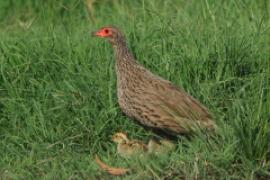 Szponiastonóg brunatny - Pternistis swainsonii - Swainson's Francolin