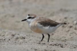 Sieweczka białoczelna - Charadrius marginatus - White-fronted Plover