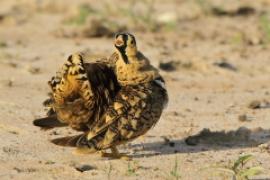 Stepówka czarnolica - Pterocles decoratus  - Black-faced Sandgrouse