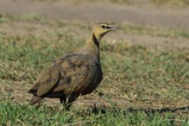 Stepówka żółtogardła - Pterocles gutturalis - Yellow-throated Sandgrouse