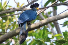Szyszak - Corythaeola cristata - Great Blue Turaco
