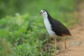 Bagiewnik białopierśny - Amaurornis phoenicurus - White-breasted Waterhen