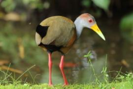 Chruścielak szaroszyi - Aramides cajaneus - Gray-necked Wood Rail