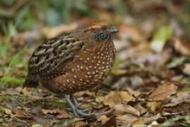Przepiór brązowy - Odontophorus guttatus - Spotted Wood Quail